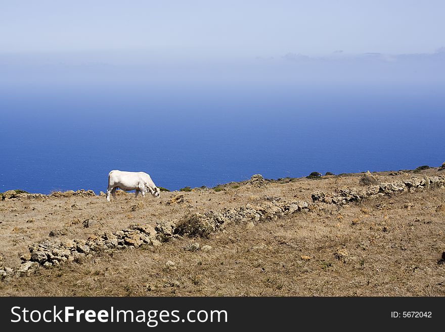 Cow grazing, highlands La Dehesa, El Hierro