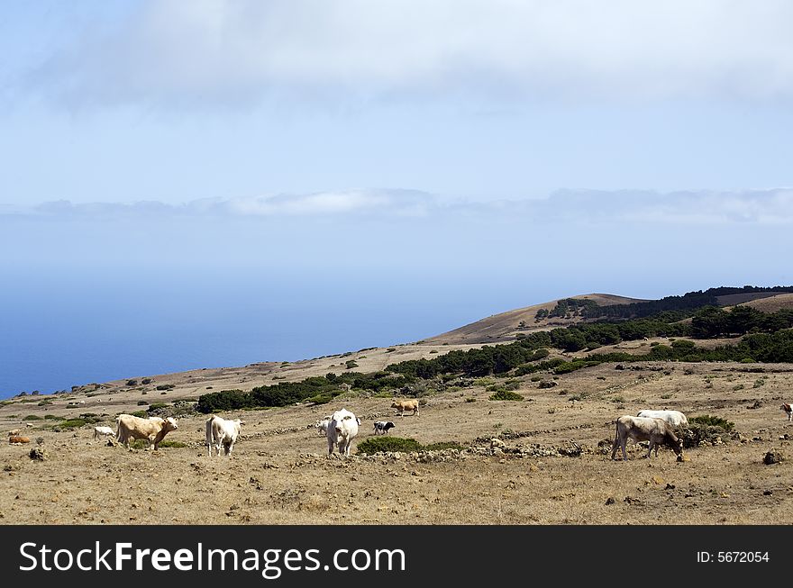 Highlands of La Dehesa, Island of El Hierro, with grazing cows. Highlands of La Dehesa, Island of El Hierro, with grazing cows