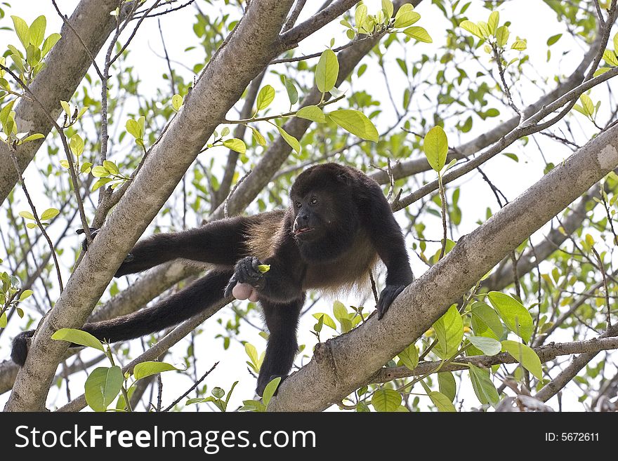 A howler monkey eating leaves in a tree in Costa Rica. A howler monkey eating leaves in a tree in Costa Rica