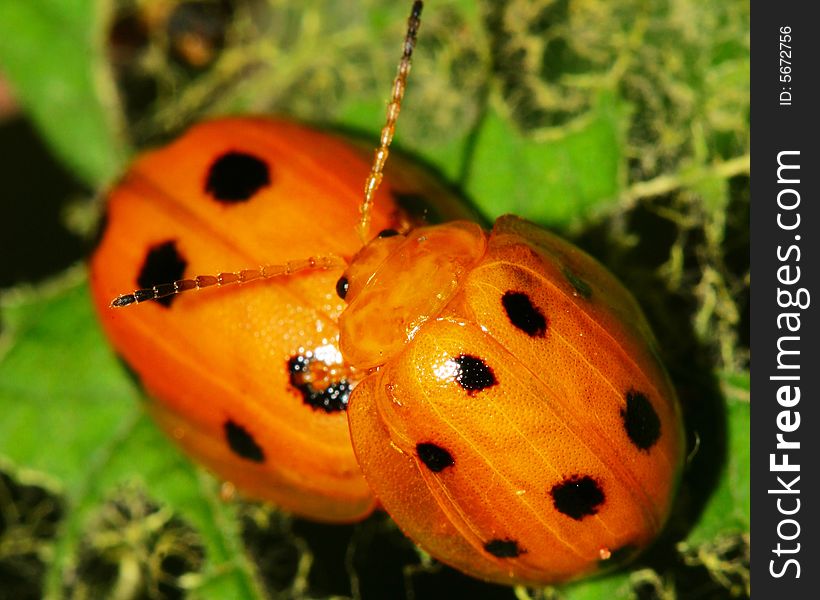 The bug on the plant with a green background