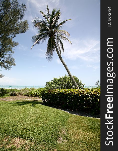 A grassy ocean view full of lush tropical plants and trees.  Taken on Sanibel / Captiva Island, Florida.