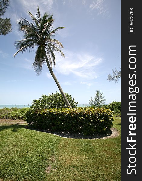 A grassy ocean view full of lush tropical plants and trees.  Taken on Sanibel / Captiva Island, Florida.