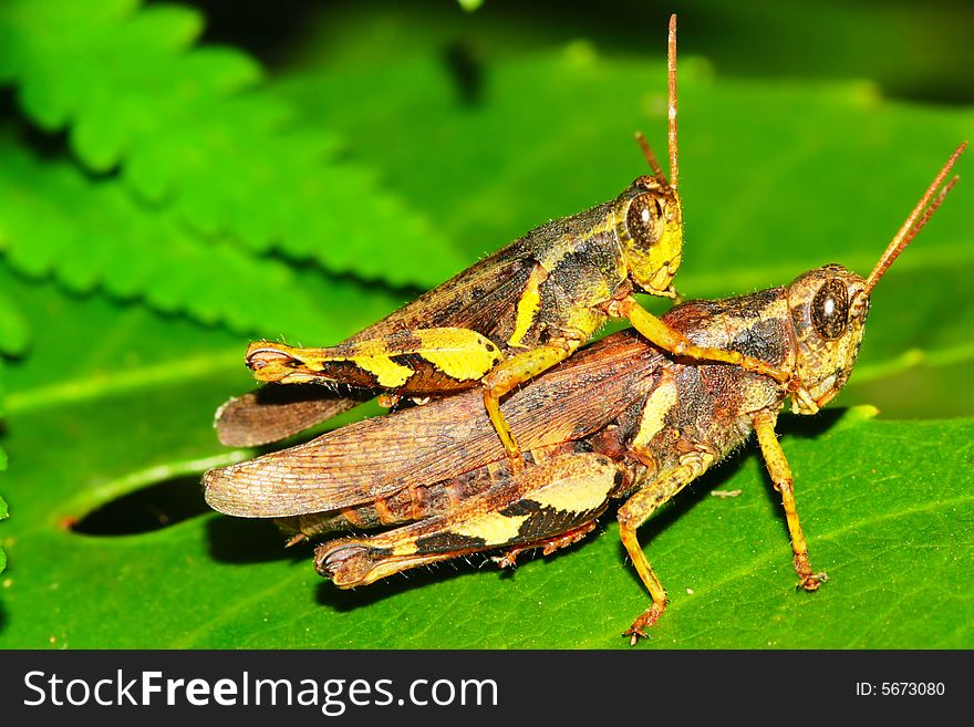 The grasshopper falling a leaf of a grass .