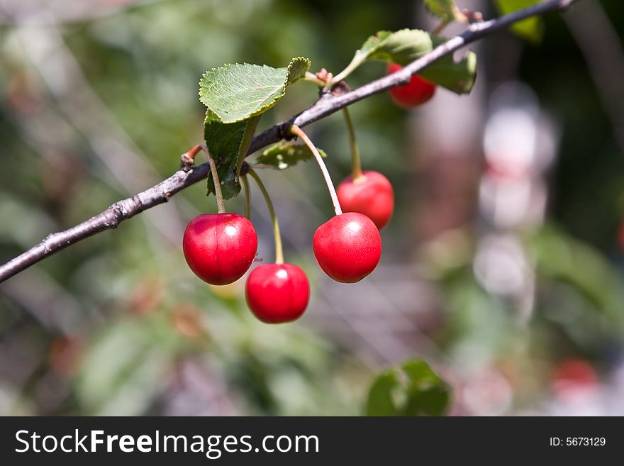 Berries Of A Cherry On A Branch