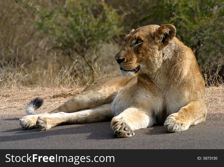 Lioness basking in the sun in the Kruger National Park (South Africa)