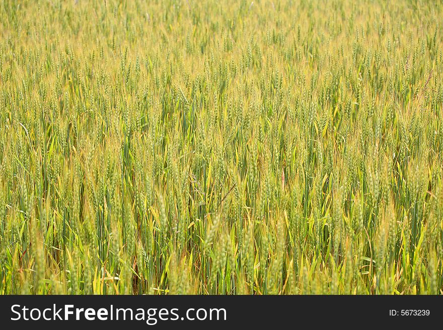 Wheat field - natural summer background. Wheat field - natural summer background