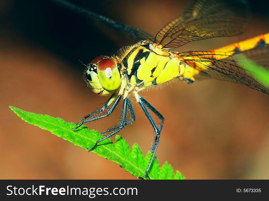 The dragonfly on a plant .waiting for the food .