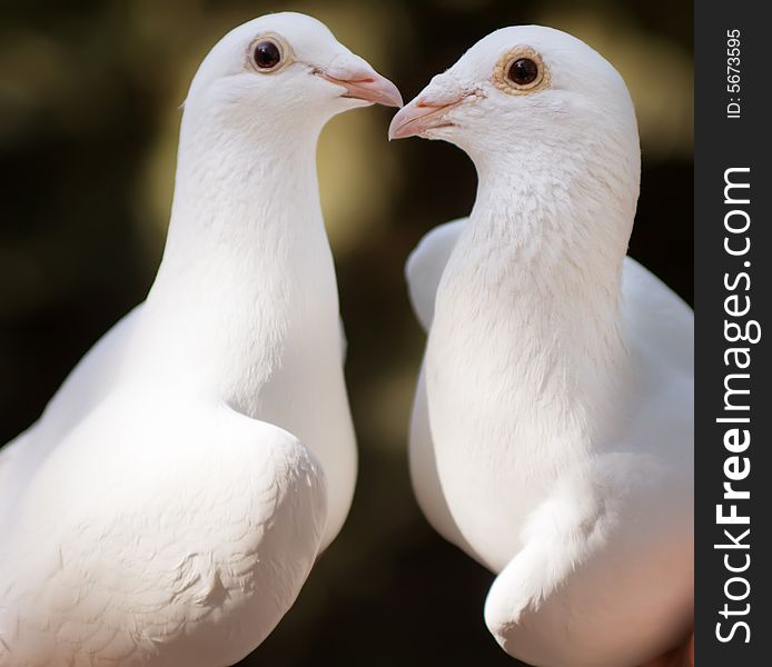 White pigeons couple kissing, their heads and necks forming a heart shape