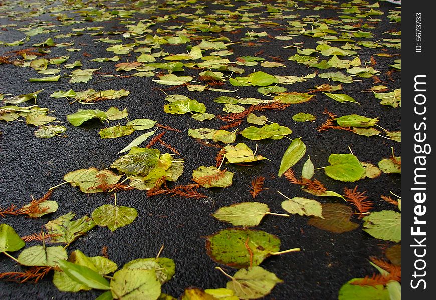 Wet Leaves Fallen On Ground