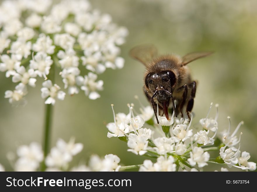 Bee on a flower, close-up view. Bee on a flower, close-up view