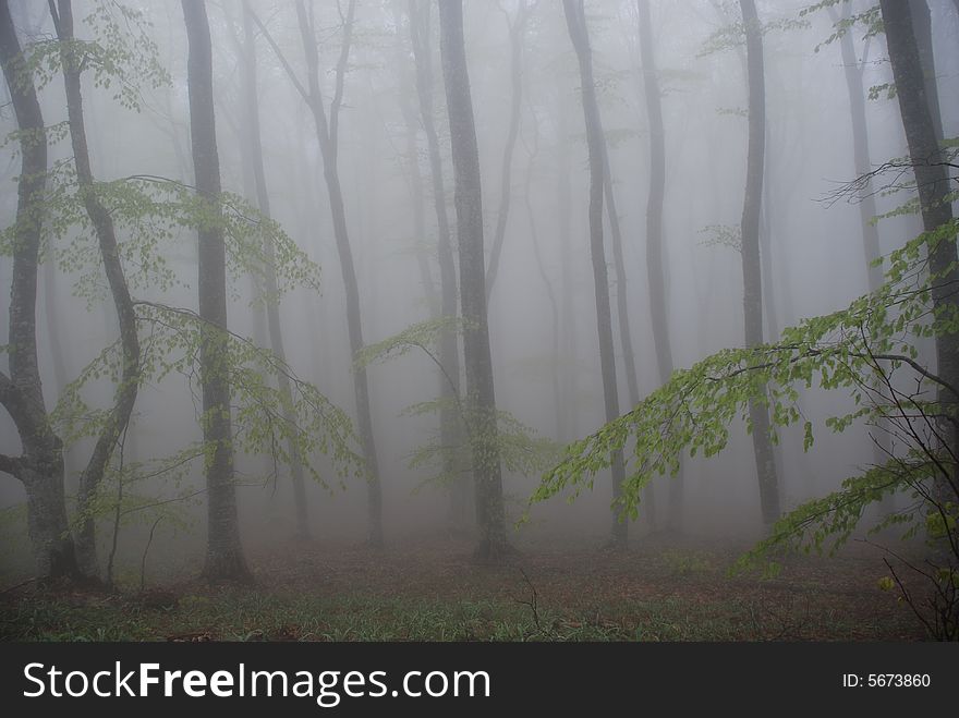 Misty forest fog tree silence nature