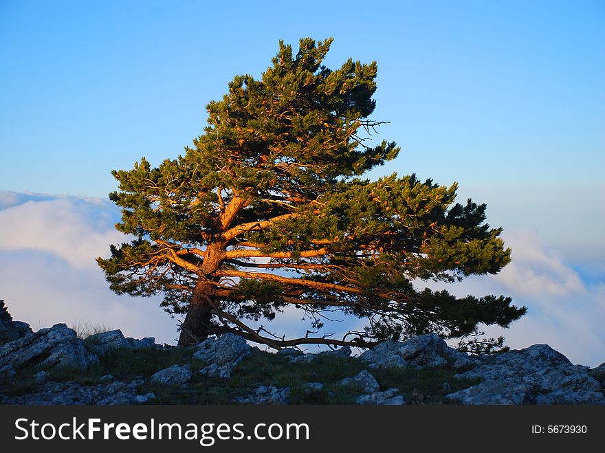 Lonely pine on the rock