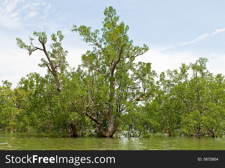 Mangrove tree flooding