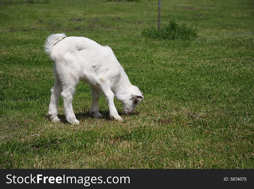 Little white goat eating grass on a meadow. Little white goat eating grass on a meadow.