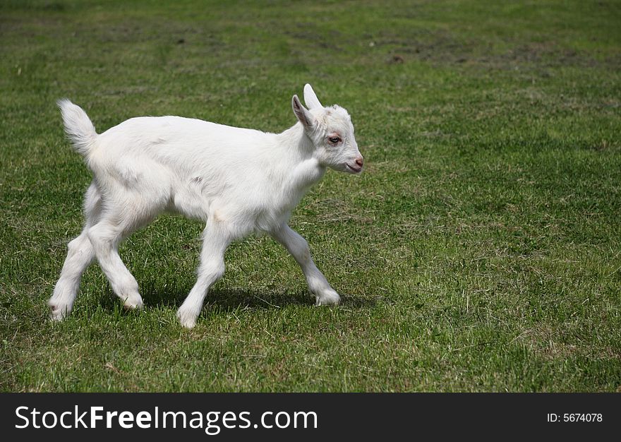 Little Goat Running