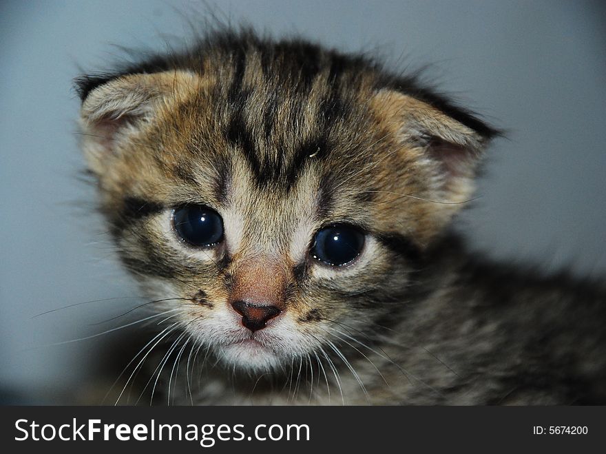 The smart little kitten is looking in camera