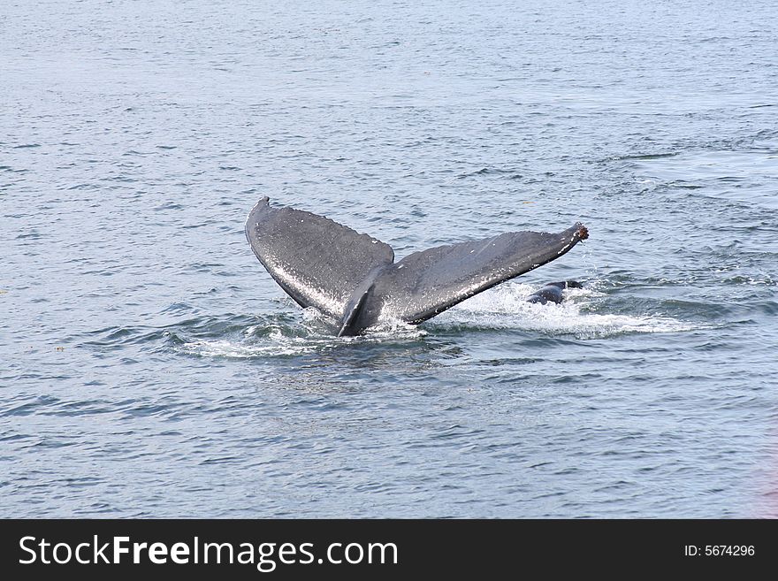 Tail of humpback whale diving in alaskan waters. Tail of humpback whale diving in alaskan waters