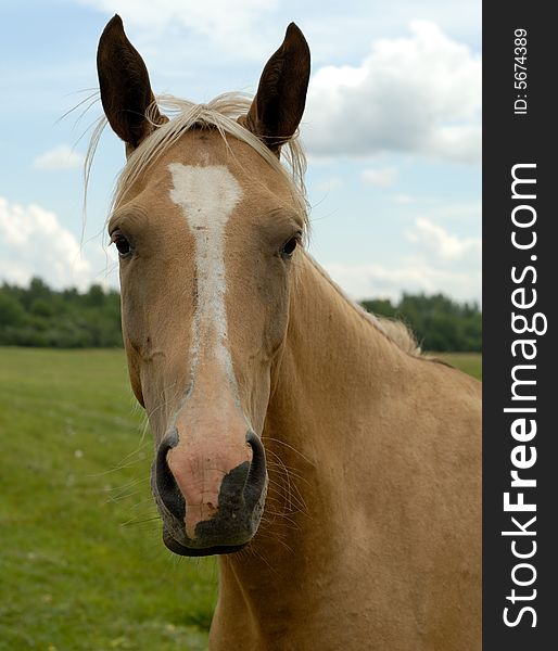 Horse at the green field