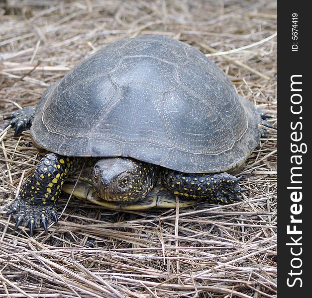 River turtle walk on hay, Astrakhan, Russia