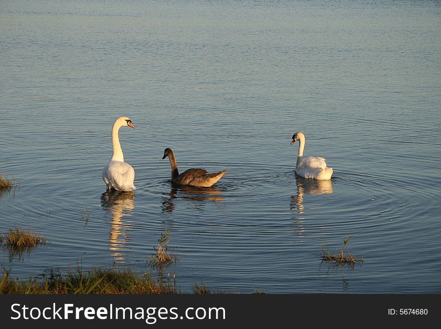 Swans on a lake in ireland