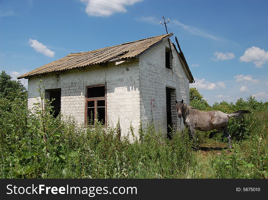 Abandoned Farm. Near Chernobyl Area.  Kiev Region