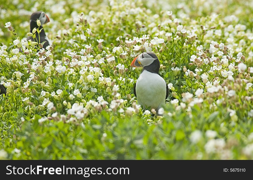 Two Puffins in wild flowers. Two Puffins in wild flowers.
