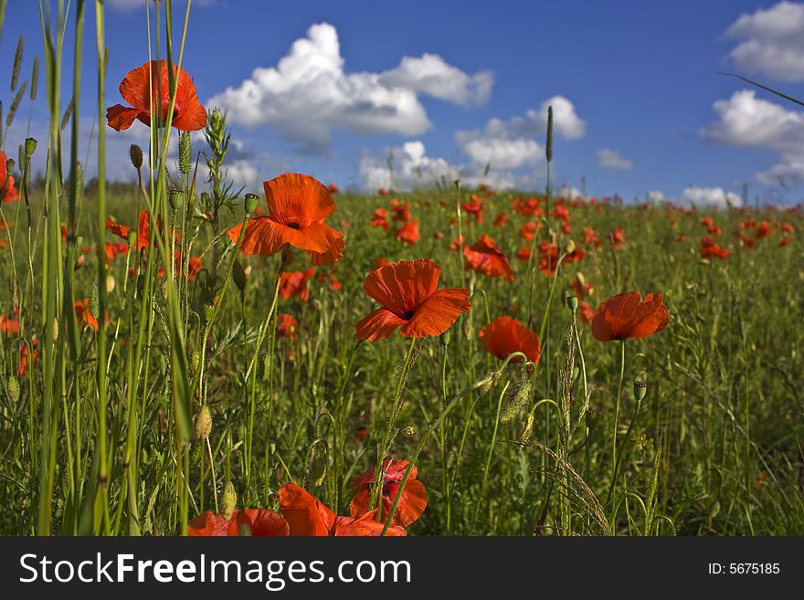 Red poppies on field, Lithuania, Vilnius