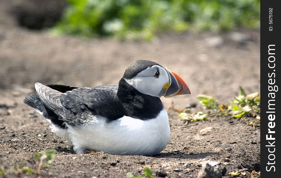Puffin laying in earth on cliff top. Puffin laying in earth on cliff top.