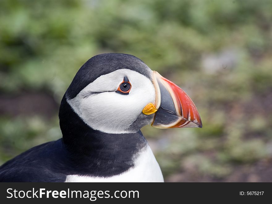 Portrait of the Puffin looking to the right. Portrait of the Puffin looking to the right.