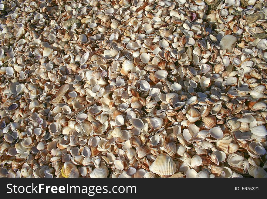 It is a lot of fine sea shells on a coast.