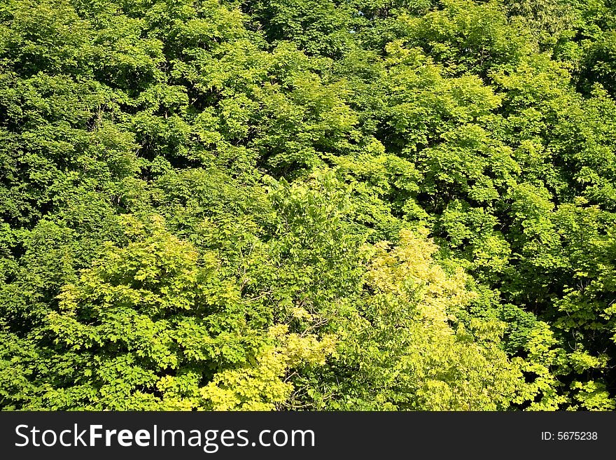 Forest, bright green leaves