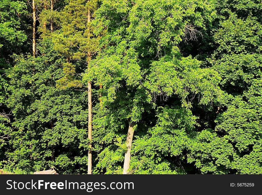 Forest background, bright green leaves. Forest background, bright green leaves