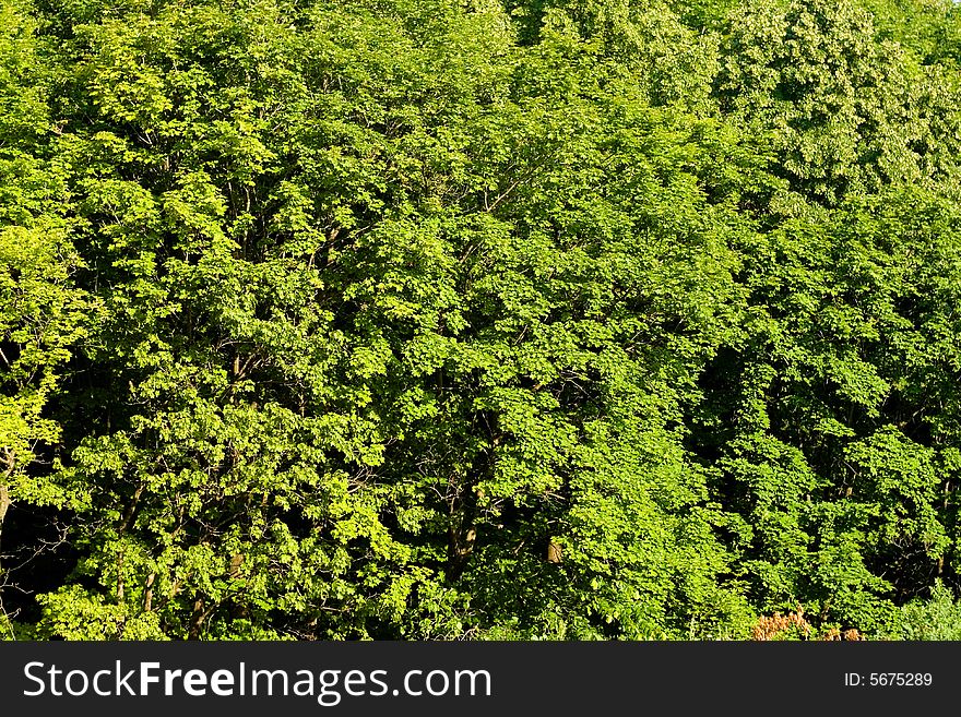 Forest, bright green leaves