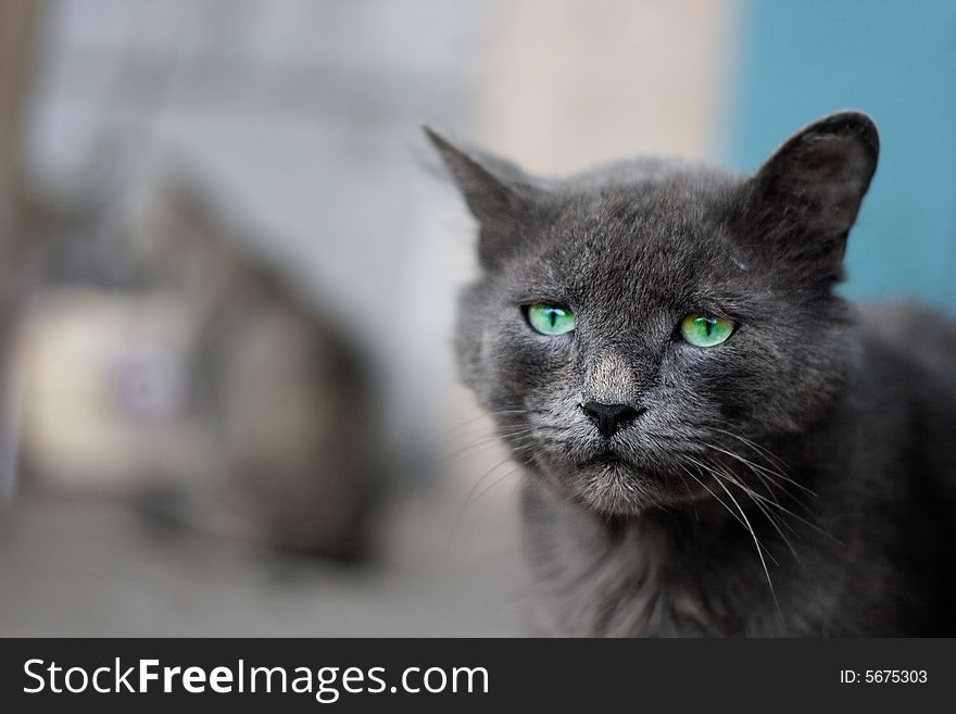 Photo of grey cat with green eyes