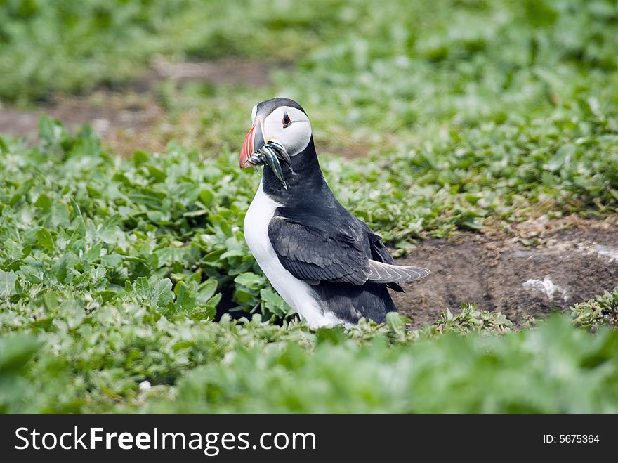 Puffin With Sand Eels.