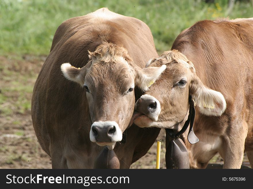 Affection of cow. Not only human people can kiss.