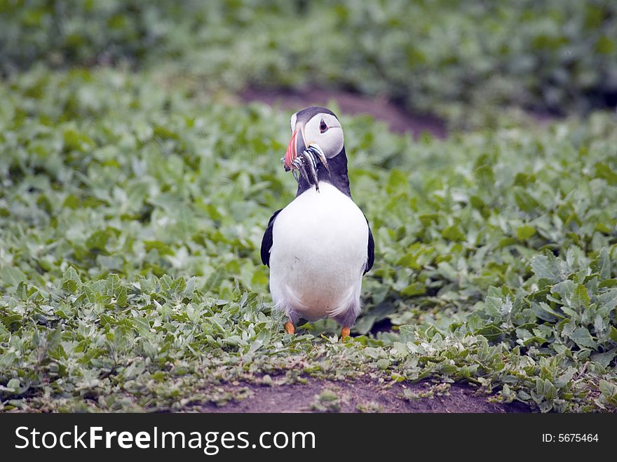 Puffin with Sand eels in it's beak looking forward. Puffin with Sand eels in it's beak looking forward.