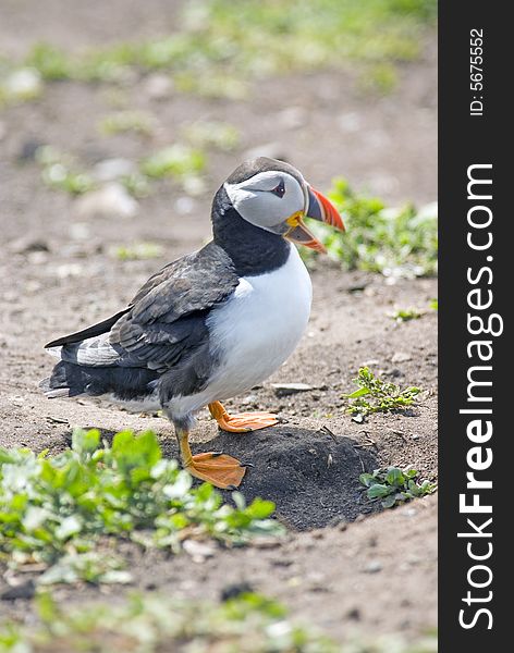 Puffing On Ground With Beak Open.