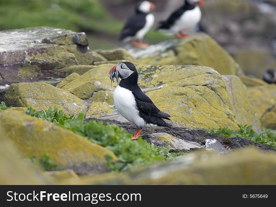 Puffin on the rocks with sand eels in it's beak. Puffin on the rocks with sand eels in it's beak.