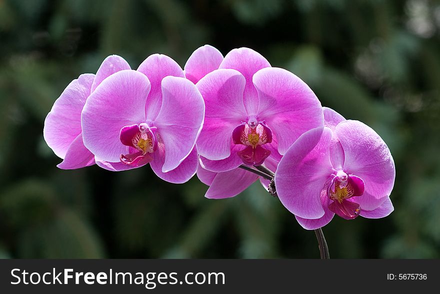 Magenta colored vibrant orchids against a soft green foilage background. Magenta colored vibrant orchids against a soft green foilage background