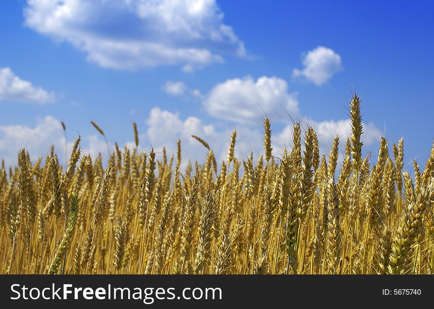 Yellow wheat ears against blue sky with clouds