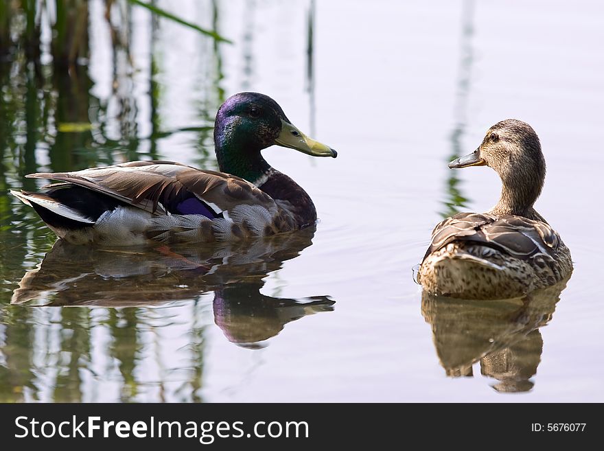 Wild ducks on water floating. Wild ducks on water floating