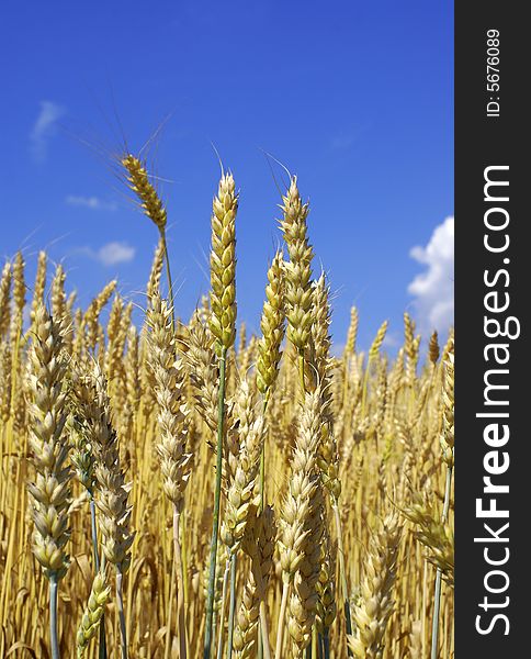 Yellow wheat ears against blue sky with clouds