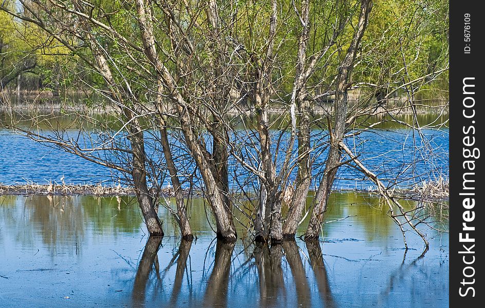 Spring high water and flooded area with trees