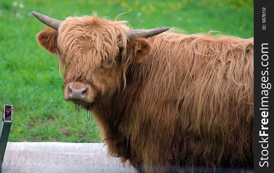 Stock photo of a  Scottish Highland cow with large horns in a field. Stock photo of a  Scottish Highland cow with large horns in a field