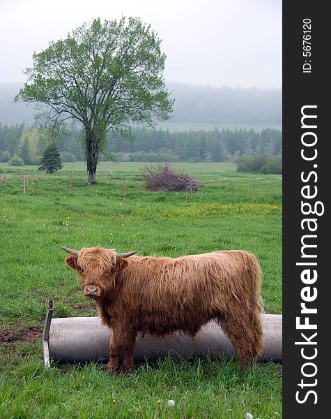 Scottish Highland steer with large horns in a field. Scottish Highland steer with large horns in a field