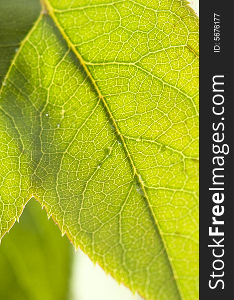 Close Up Leaf & Water Drops with Narrow dof.