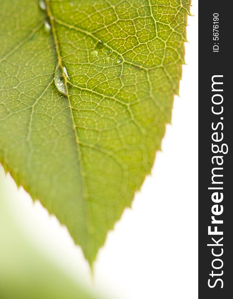 Close Up Leaf & Water Drops