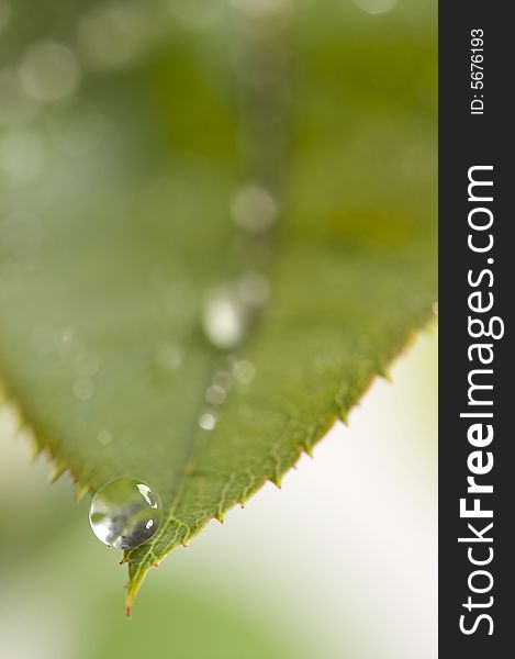 Close Up Leaf & Water Drops