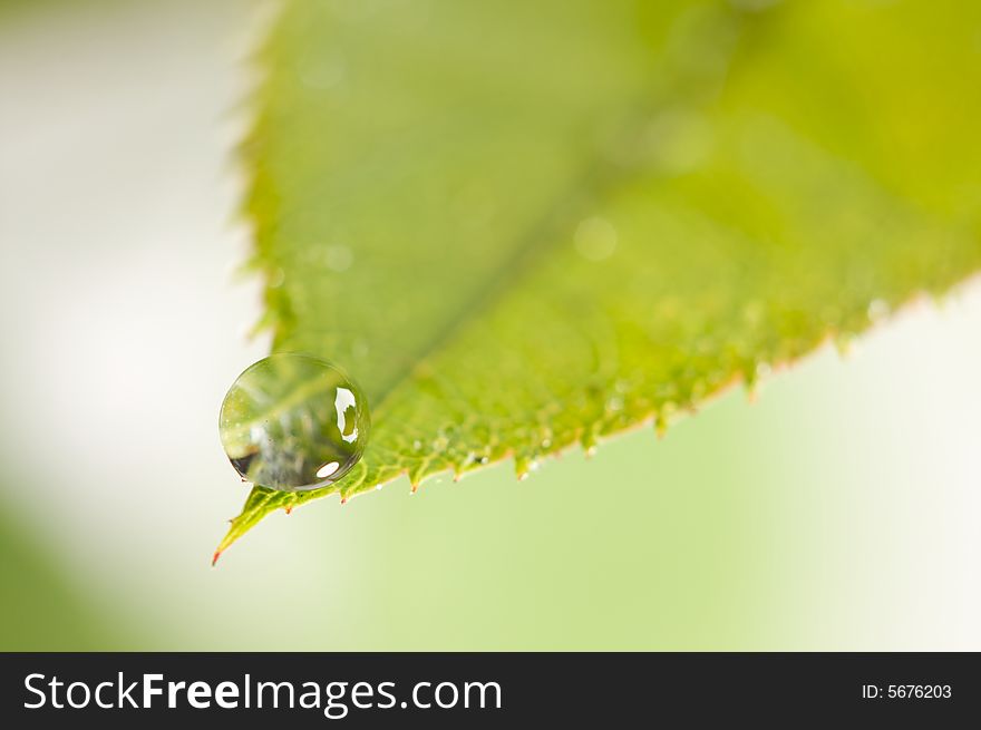 Close Up Leaf & Water Drops with Narrow dof.